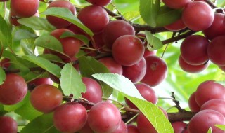 钙果是什么 钙果是什么样