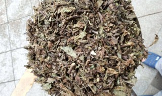 肾茶是什么（肾茶是什么植物）