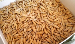 什么是皮燕麦（什么是皮燕麦片）