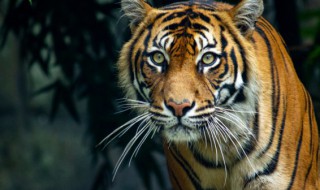 2022年虎年春节祝福语 2022年虎年春节祝福语图片