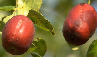 长木枣是什么(长木枣的营养及功效)