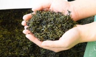 野生茶是什么茶 野生茶是什么茶叶