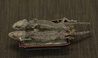 蛤蚧是什么 蛤蚧是什么样子图片