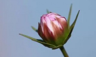 人无千日好花无百日红的意思 人无千日好,花无百日红啥意思