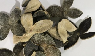 青皮是什么 青皮是什么样子的