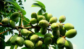 橄榄煲汤要不要去核 橄榄核可以煲汤吗