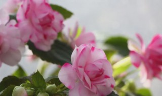 家里养水梅花好不好（家里养水梅花好吗）