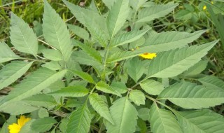 什么是粘身草 粘身上的草