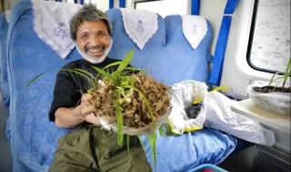 野洋蒿有什么功效与作用（野洋蒿的功效与作用）