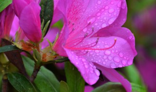 怎样使杜鹃花花大色艳（怎样杜鹃花的颜色更鲜艳）