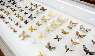 什么的蝴蝶 什么的蝴蝶停在什么的花朵