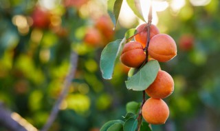 什么的果实填空 什么的果实填空词语一年级