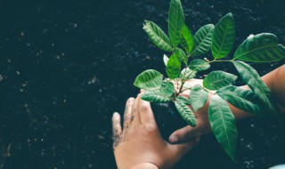 什么的叶子（什么的叶子填合适的词）