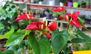 红掌怎样栽培 红掌怎样栽培方法