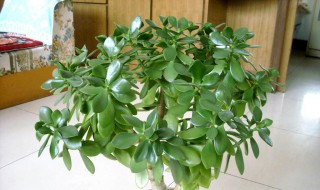 玉树怎样培植 玉树怎样培植成活率高