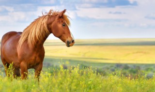 欲钱买站立睡眼的动物（欲钱买睡眼朦胧的动物）