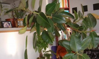 盆栽橡皮树时应选用哪些品种（盆栽橡皮树时应选用哪些品种嫁接）