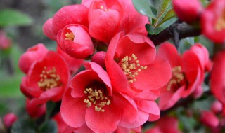 海棠花有几种怎样养护管理 海棠花有几种怎样养护管理方法