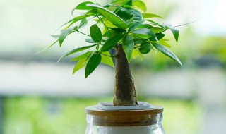 发财树栽培养护的注意事项 发财树的栽培方法和注意事项