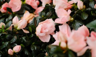 怎样调节杜鹃花的花期（怎样调节杜鹃花的花期和叶期）