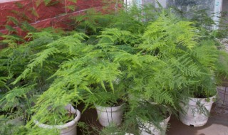 文竹枝叶为什么会变黄怎么挽救 文竹黄叶是什么原因造成的