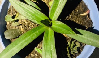 培养繁殖紫背万年青应注意什么（紫背万年青怎么养）