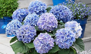 盆栽绣球花为什么不开花（绣球花怎么不会开花）