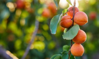 什么的果园（什么的果园用ABCC式词语）