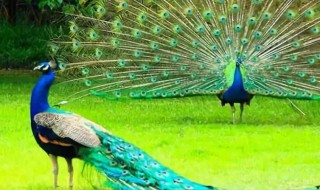 什么的孔雀 什么的孔雀填合适的词二年级