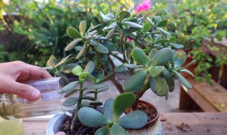 怎样养植玉树 盆栽玉树怎么养