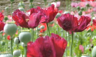 什么的花 什么的花孩子