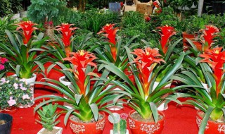 为什么要在鸿运当头叶筒中注水(鸿运当头叶片里面有水)