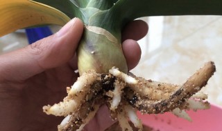 君子兰烂根烂茎怎么办（君子兰烂根怎么处理）