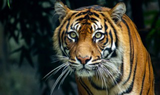 虎年开门红口号霸气押韵（虎年开门红口号霸气押韵8字）