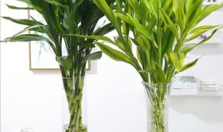 富贵竹怎么水养 富贵竹怎么水养才旺盛视频