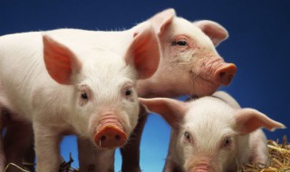 2022年十二生肖最吉排名 2022最吉利的四大生肖