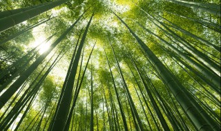 竹子什么季节种植最好 竹子什么季节种植最好养