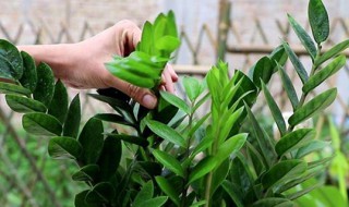 金钱树叶子一碰就掉怎么办（家里的金钱树叶子一碰就掉 怎么回事）