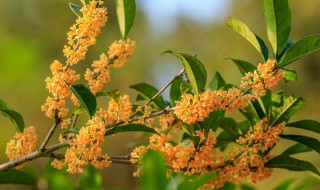 桂花树什么时候移栽最好 桂花树什么时候移栽最好活