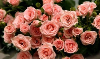 粉色玫瑰花的花语是什么寓意 粉色玫瑰花的花语和寓意