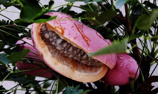 八月炸籽能吃吗 八月炸的籽可以嚼碎吗