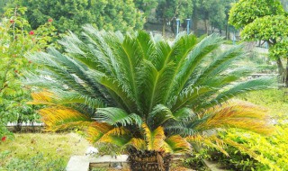 铁树什么时候换盆好 铁树什么时候换盆好?怎么换