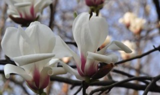 白玉兰是什么季节开的花（白玉兰是什么季节开的花儿）