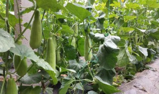 羊角蜜适合什么季节种植（羊角蜜适合什么时候种植）