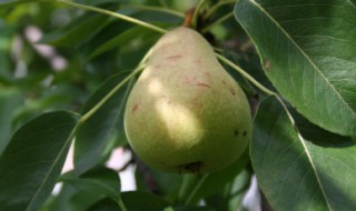 梨树剪枝的最佳时间（梨树剪枝的最佳时间是多少）