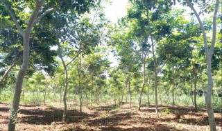 黄花梨适合种在什么地方 黄花梨适合种在什么地方好