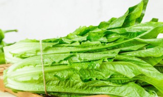 油麦菜适合什么季节种（油麦菜哪个季节种植）