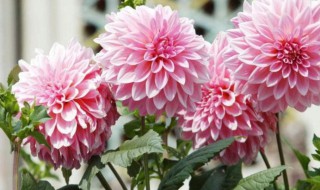 大丽花什么时候种植最好 大丽花什么时候种植比较好