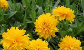 鸡冠花几点开花时间（鸡冠花几点开花时间表）