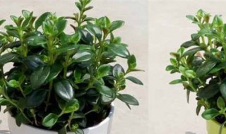 金鱼花适合家里养吗（家里养金鱼花好不好）